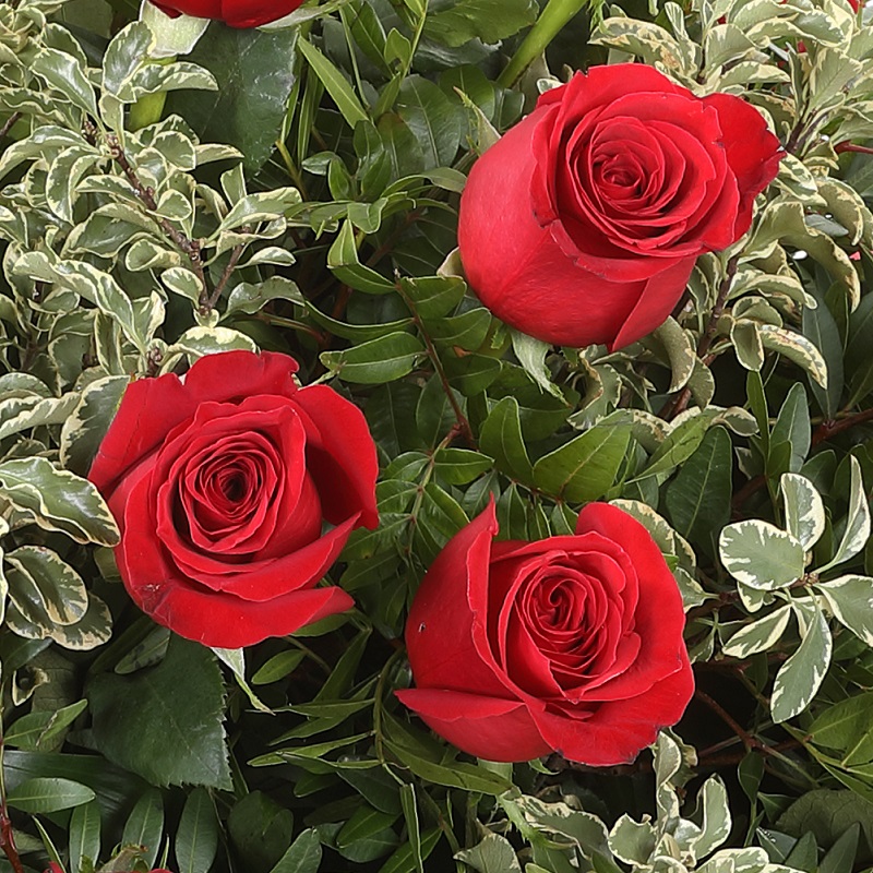 Centro de rosas rojas base