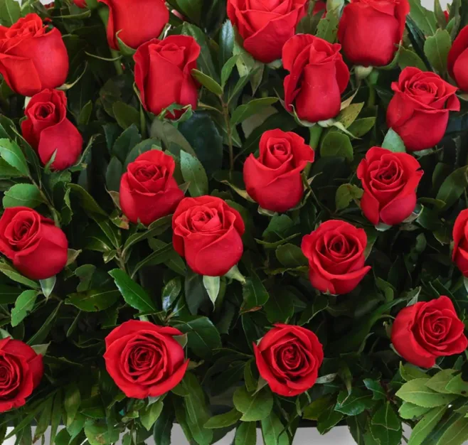 Centro de rosas rojas premium