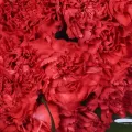 Clavel rojo